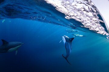 A graceful pod of common dolphins glides through the clear, blue waters off the coast of New South Wales, Australia, showcasing the harmony of ocean life.