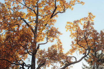 Tree branches with golden autumn leaves against a clear sky. Outdoor nature photography for design and print. Fall season concept.