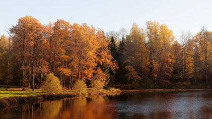 Autumn forest with golden trees by the river. Outdoor nature landscape photography for design and print. Fall season concept.