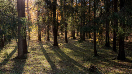 Coniferous and deciduous trees in an autumn park cast clear shadows on the ground, with sunlight...