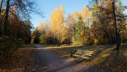 A bench along a walking path in autumn Alexander Park, Pushkin, Russia, surrounded by colorful...
