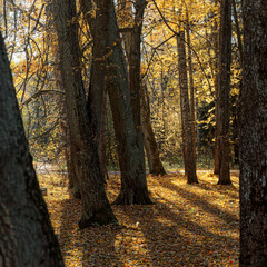 Tree trunks in an autumn park cast sharp shadows on the ground, which is covered with fallen...