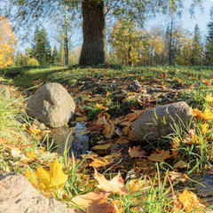 Golden maple leaves float in a small stream, reflecting the sunlight on an autumn day, creating a serene nature scene.