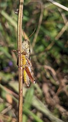 Close up of a grasshopper, most likely a  Red-legged Grasshopper (Melanoplus femurrubrum), clinging to a blade of grass. 