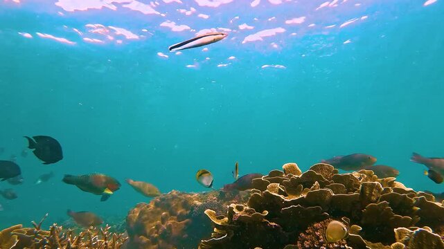 Various tropical fish feed in exotic warm underwater of the ocean among corals seaweed. School of color vibrant fish spawning and feeding shallow water, shoal, biocenosis reef atoll