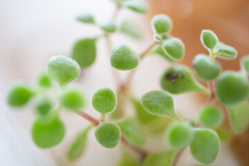 小さな観葉植物のアップ　マクロ