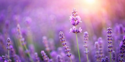 Fototapeta premium A delicate wildflower blooms in a field of soft purple lavender background, field, nature, wildflowers, landscape