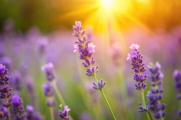 Obraz premium A delicate wild lavender bloom in a lush meadow with soft focus and warm sunlight filtering through the petals, spring, sunny day, meadow, landscape