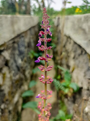 small colorful flowers in the middle of a cement wall.