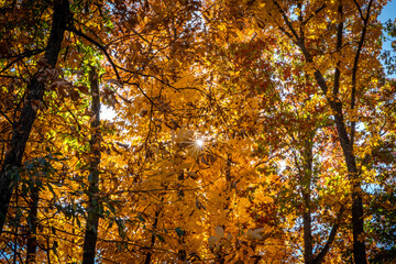 autumn trees in the park