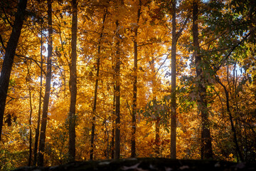 autumn trees in the park