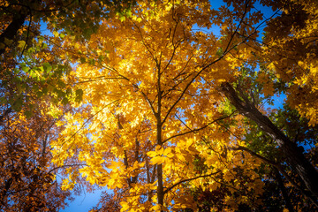 autumn trees in the park
