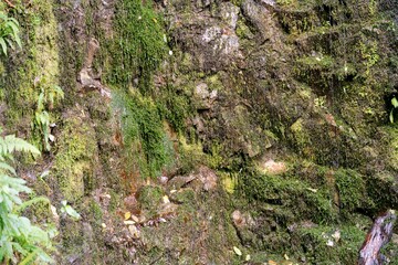Wet Mossy Rock Wall: Lush Natural Texture and Detail