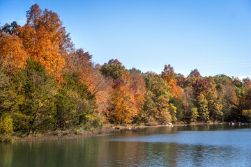 autumn trees in the park