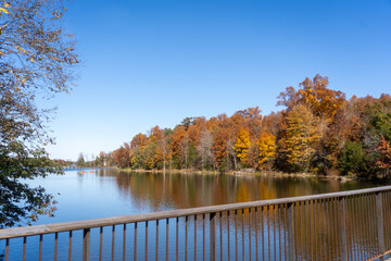 autumn trees in the park