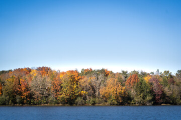 autumn trees in the park