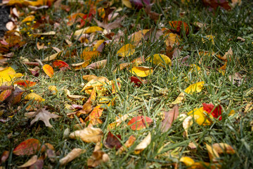 autumn leaves on the grass