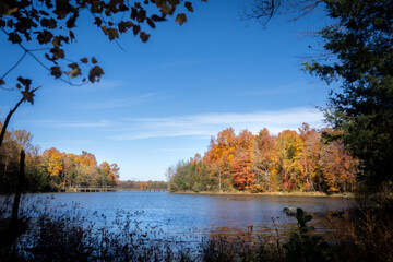 autumn trees in the park