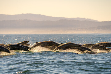 Sea ​​lions hunt for anchovies in the Pacific Ocean