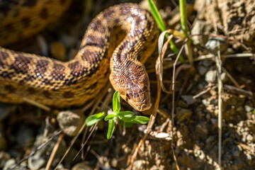 Close-up of Pacific gopher snake (Pituophis catenifer catenifer) in the forest. 