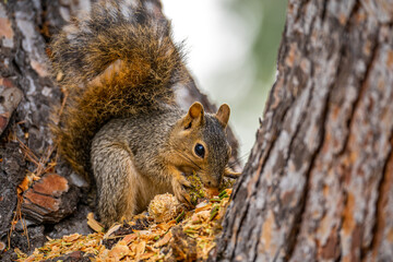 Eastern Fox Squirrel (Sciurus niger) sitting on a tree and eats a pine cone.
