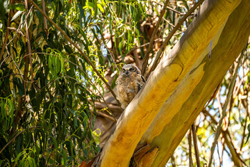 Owl chick sitting on a tree. 