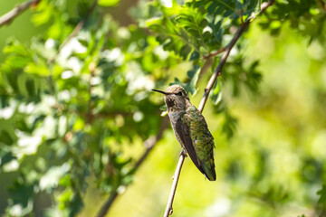 Anna's Hummingbird (Calypte anna) sits on a twig. © Olga