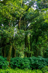 green forest in the morning