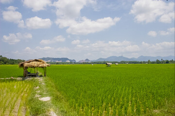 viwe planting rice farm