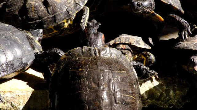 Turtles climbing on top of each other to sunbathe in the pond