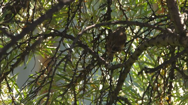 Nestling linnet sitting on a branch. A bird feeds on a tree branch, looking for insects. Concept summer and birds