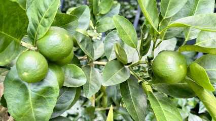 Deep green lime fruit on branch surrounded by vibrant lime leaves natural background evokes refreshing peaceful vibe perfect for nature articles plant studies or Asian herb content