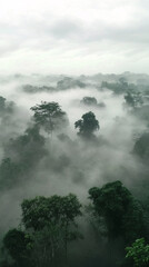 Misty foggy mountain landscape with fir forest and copyspace