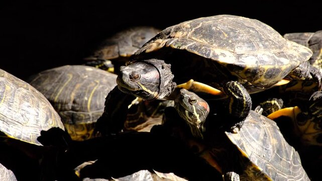 Turtles climbing on top of each other to sunbathe in the pond