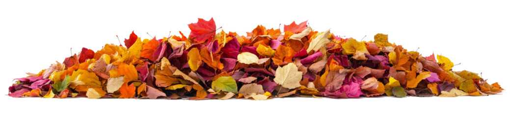 Fototapeta premium Pile of autumn-colored leaves isolated on white background 