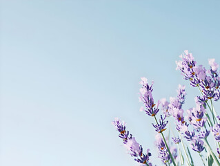 A close-up of lavender flowers against a clear blue sky, showcasing nature's beauty.