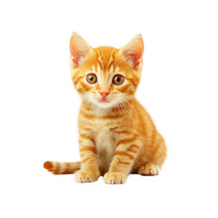 Obraz premium Cute Orange Kitten Sitting and Looking at Camera