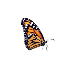 Monarch Butterfly in Flight, Isolated on White Background