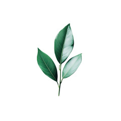 Obraz premium Green Leaf Sprig Isolated on White Background