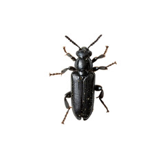 Black Beetle with Spiky Legs