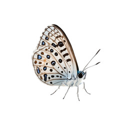 Fototapeta premium White and Black Spotted Butterfly with Blue Eyes