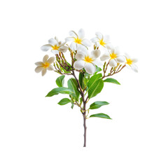 Plumeria Flower Branch Isolated on White Background
