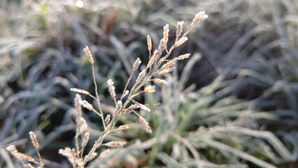 霜の降りた草