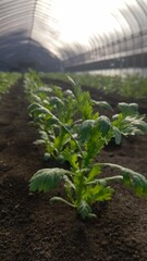 太陽光を浴びるビニールハウスの中の春菊
