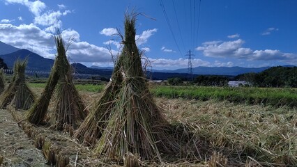 稲わらを立て乾かす