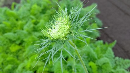 ニンジンの白い花