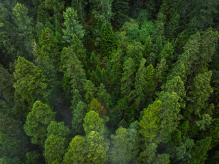 Fototapeta premium Aerial view of pine tree forest landscape