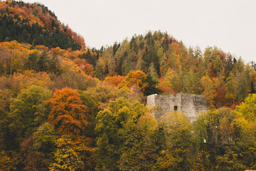 Naklejka premium Autumn in the forest