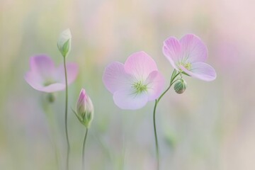Delicate pink flowers with soft backgrounds, evoking tranquility and nature's beauty.