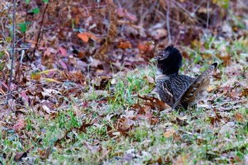 Ruffed Grouse (Bonasa umbellus) on display and strutting during autumn in a forest during fall in Wisconsin.